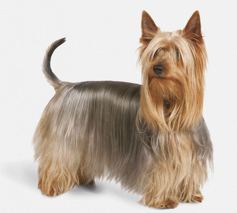 Silky Terrier Dog Breed Image 5