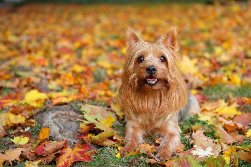 Silky Terrier Dog Breed Image 6