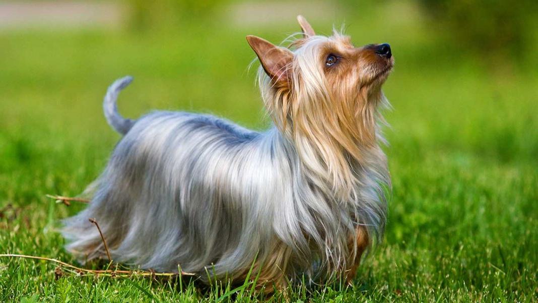 Silky Terrier Dog Breed Image 7