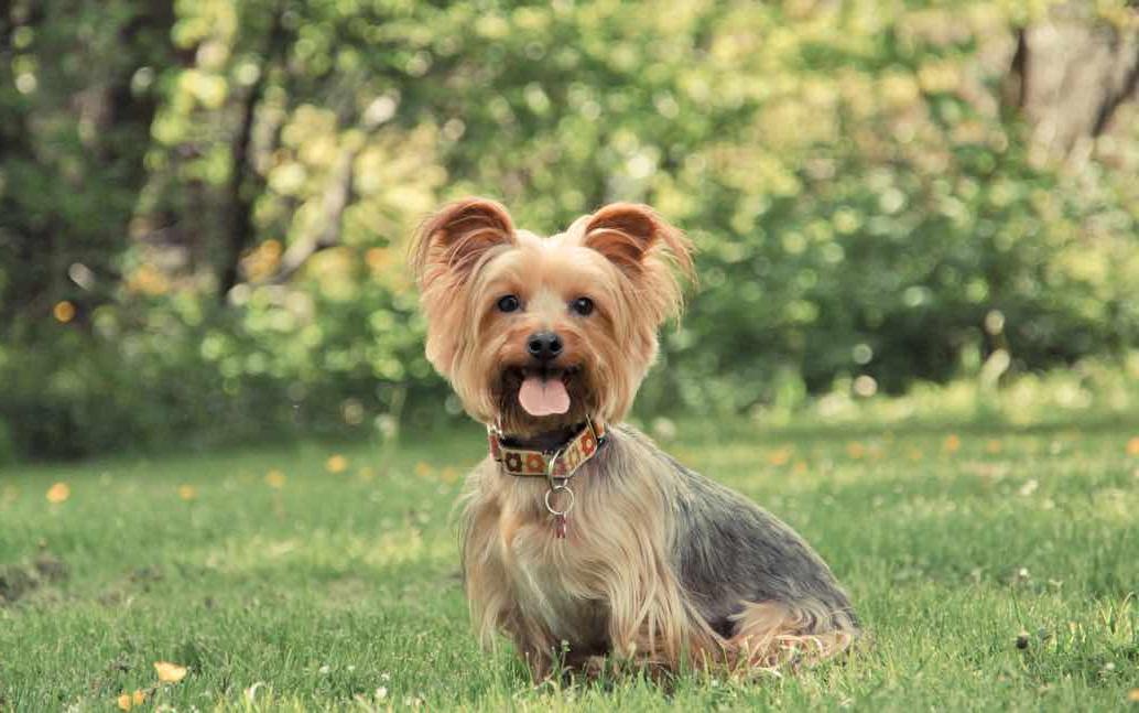 Silky Terrier Dog Breed Image 9