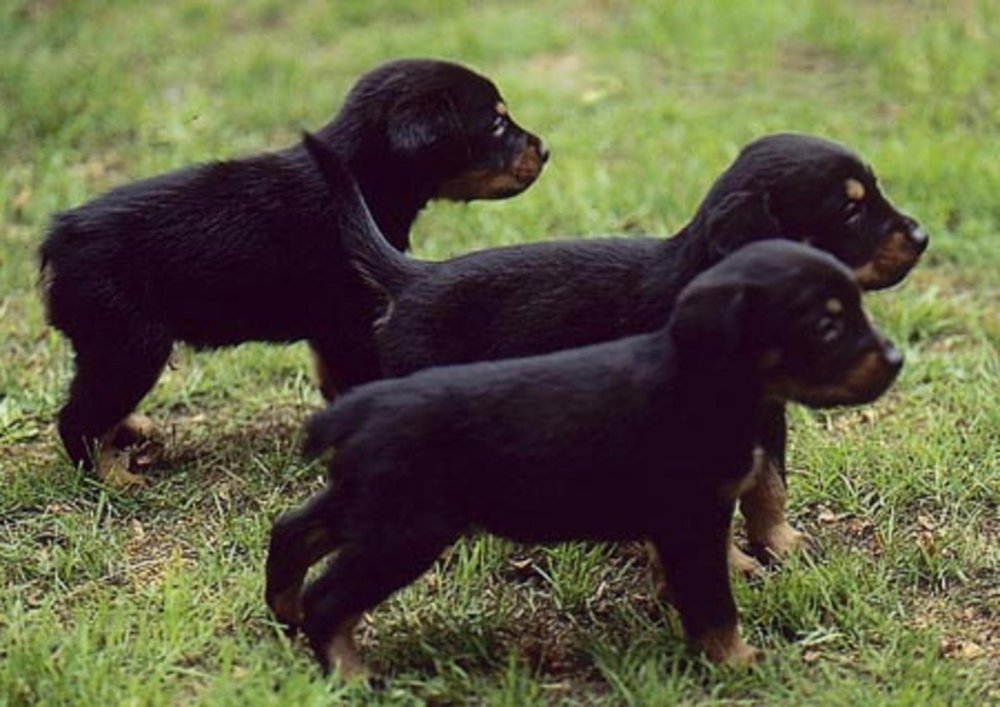 Sinhala Hound Dog Breed Image 13