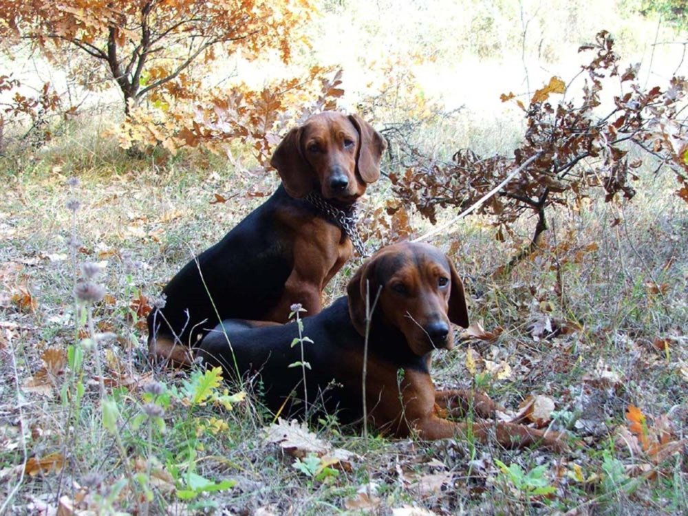 Sinhala Hound Dog Breed Image 15