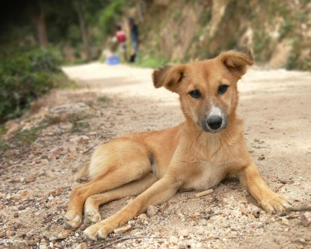 Sinhala Hound Dog Breed Image 18