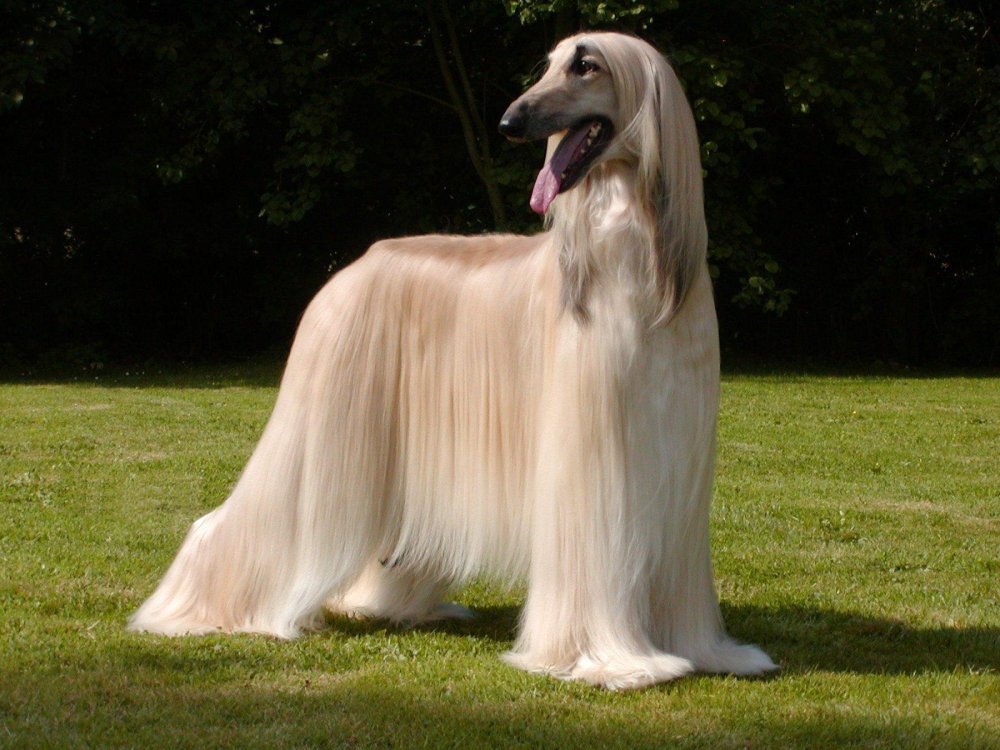 Sinhala Hound Dog Breed Image 7