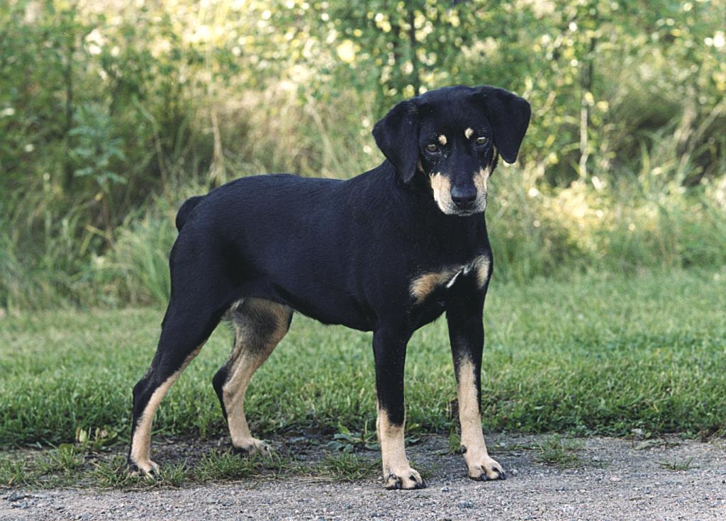 Sinhala Hound Dog Breed Image 8