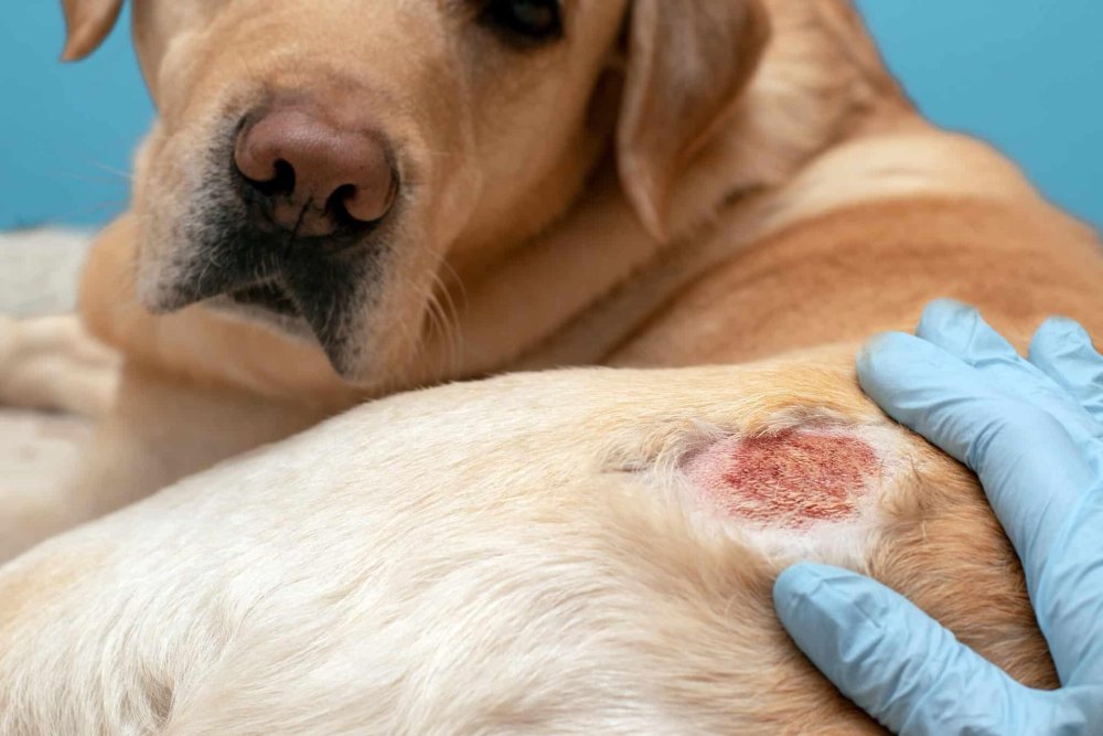 Skin Diseases that effect Dogs Image 1