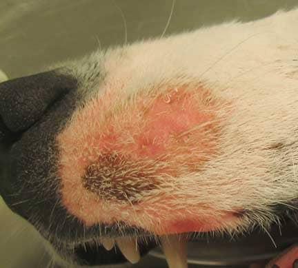 Skin Diseases that effect Dogs Image 15