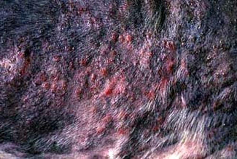 Skin Diseases that effect Dogs Image 17