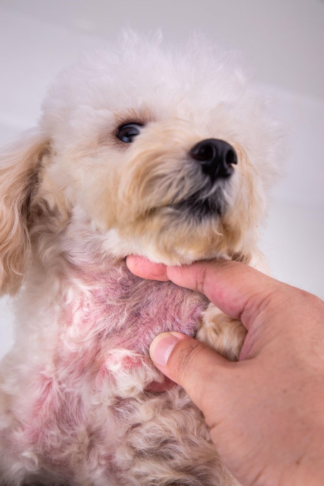 Skin Diseases that effect Dogs Image 4