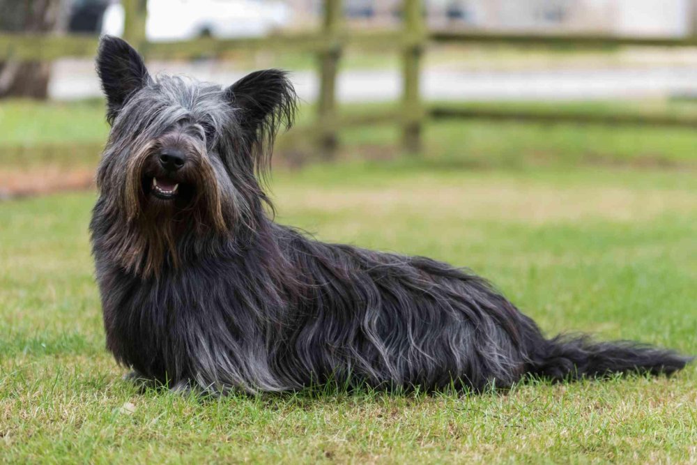 Skye Terrier Dog Breed Image 1