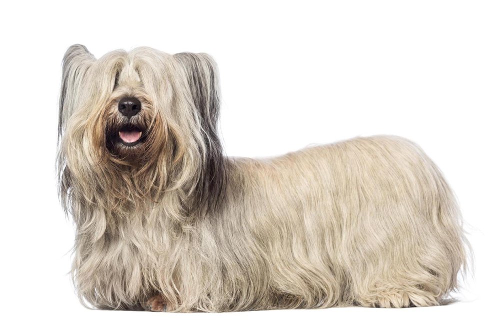 Skye Terrier Dog Breed Image 10