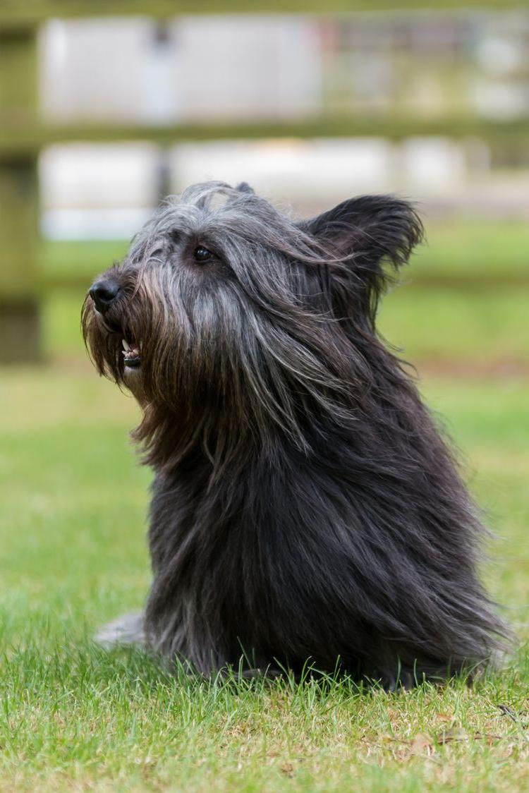 Skye Terrier Dog Breed Image 13