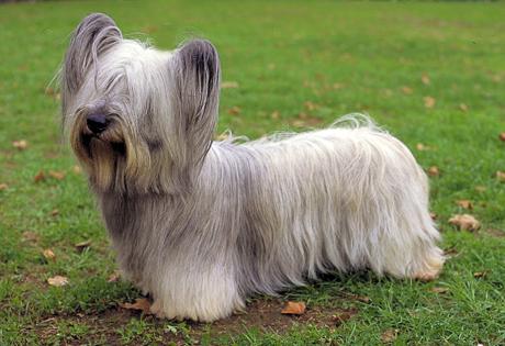 Skye Terrier Dog Breed Image 14