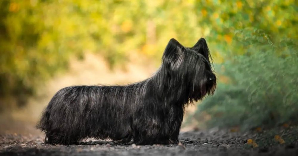 Skye Terrier Dog Breed Image 15