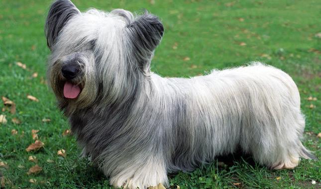 Skye Terrier Dog Breed Image 7