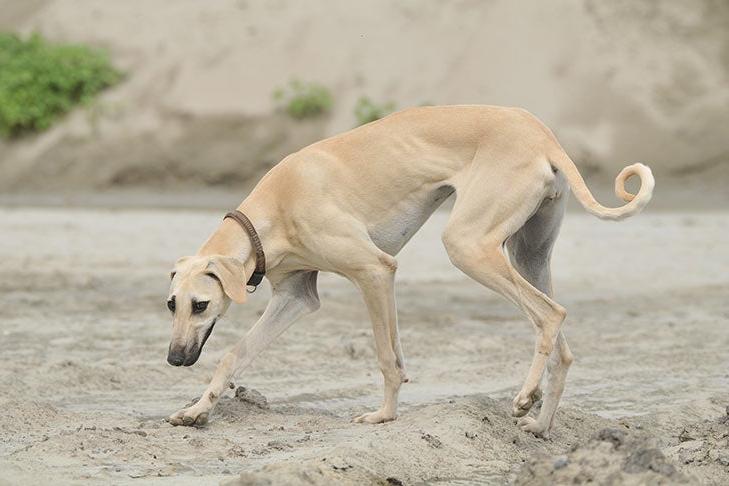 Sloughi Dog Breed Image 13