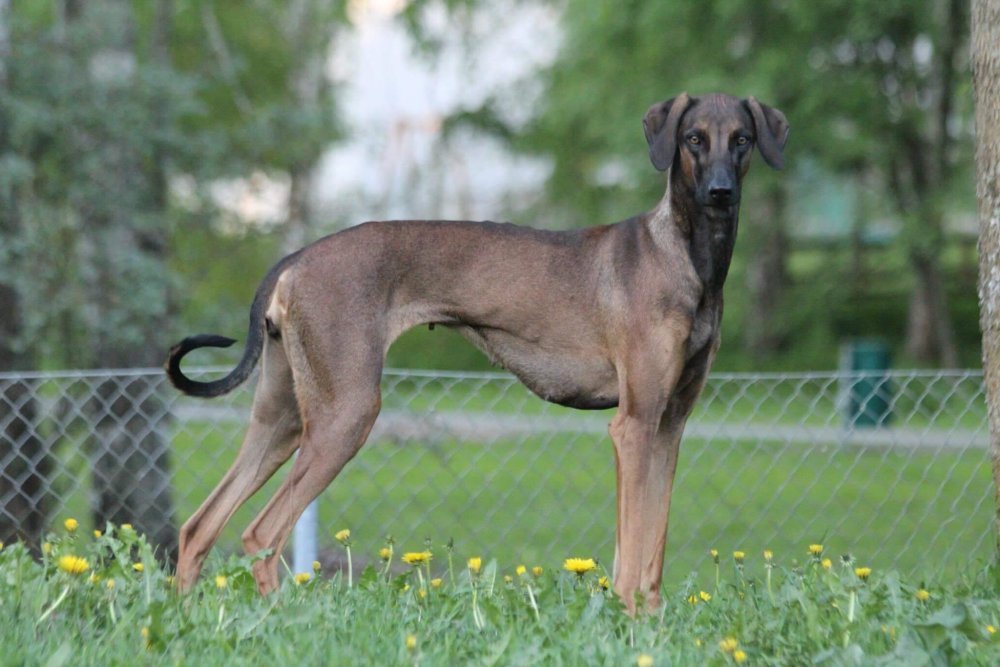 Sloughi Dog Breed Image 14