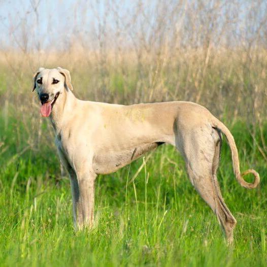 Sloughi Dog Breed Image 18