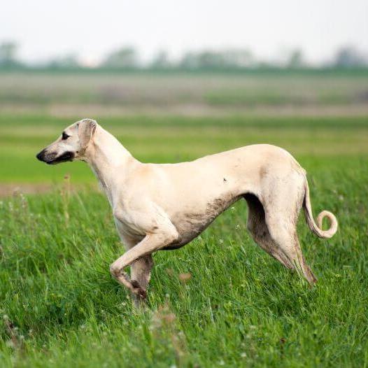 Sloughi Dog Breed Image 19