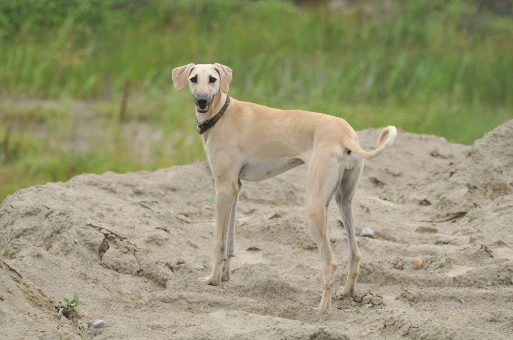 Sloughi Dog Breed Image 3