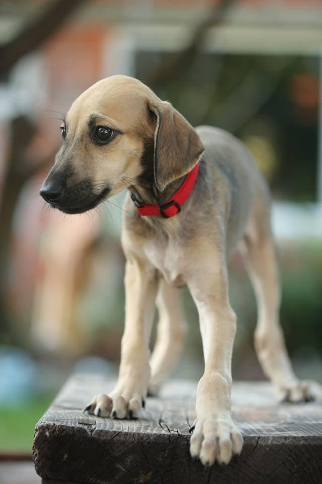 Sloughi Dog Breed Image 6