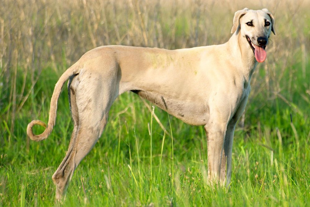 Sloughi Dog Breed Image 8