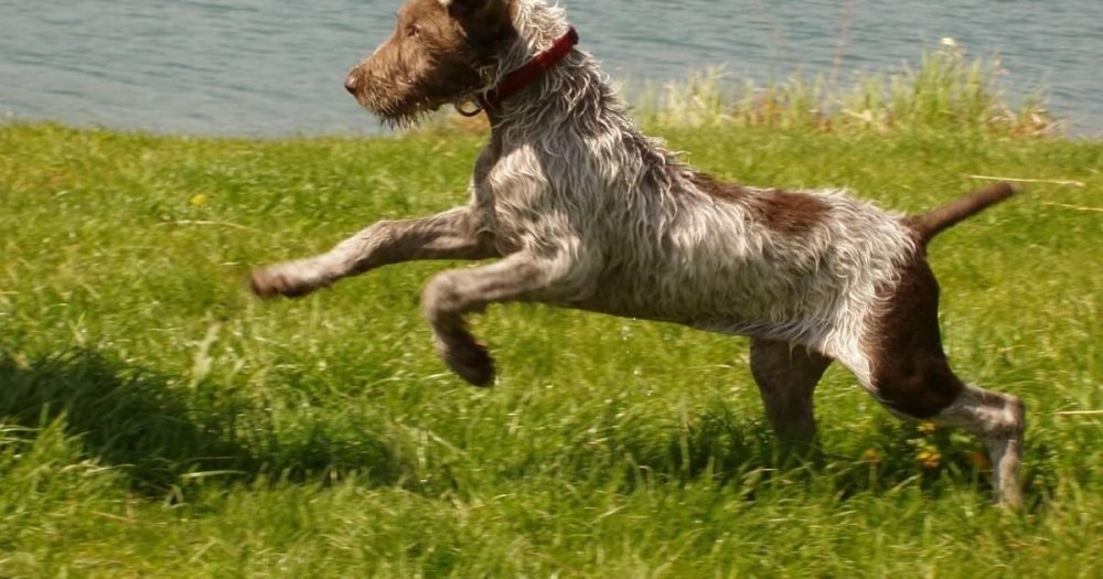 Slovakian Wirehaired Pointer Dog Breed Image 1