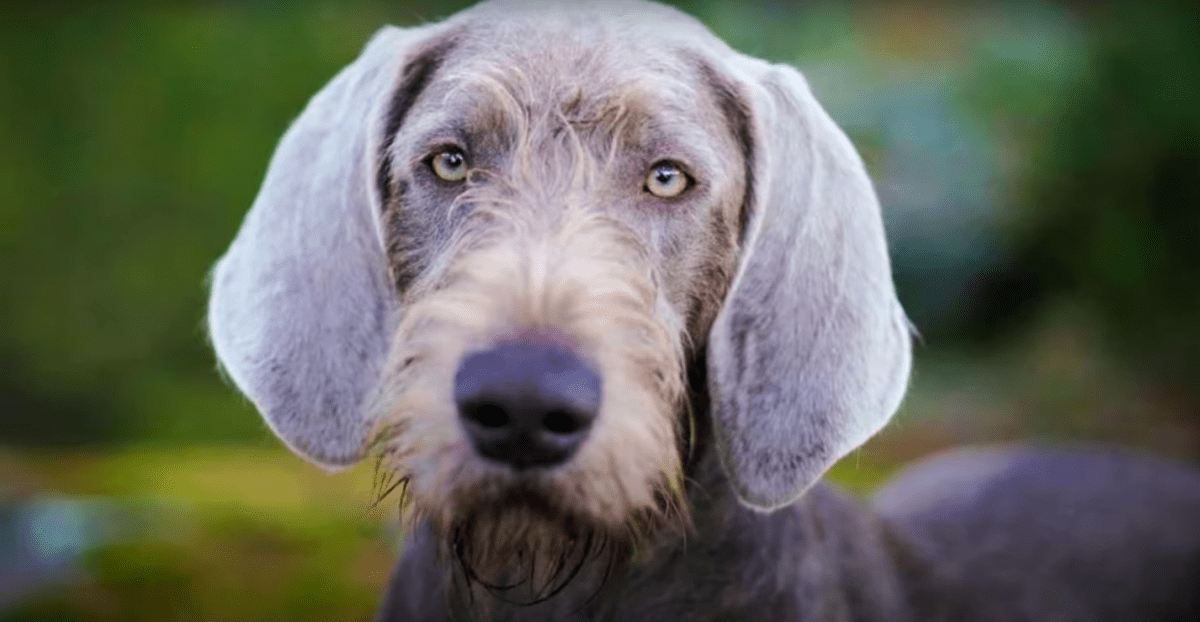 Slovakian Wirehaired Pointer Dog Breed Image 12