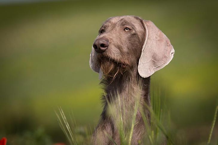 Slovakian Wirehaired Pointer Dog Breed Image 18