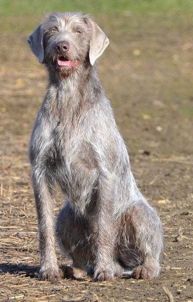 Slovakian Wirehaired Pointer Dog Breed Image 2