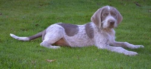 Slovakian Wirehaired Pointer Dog Breed Image 20