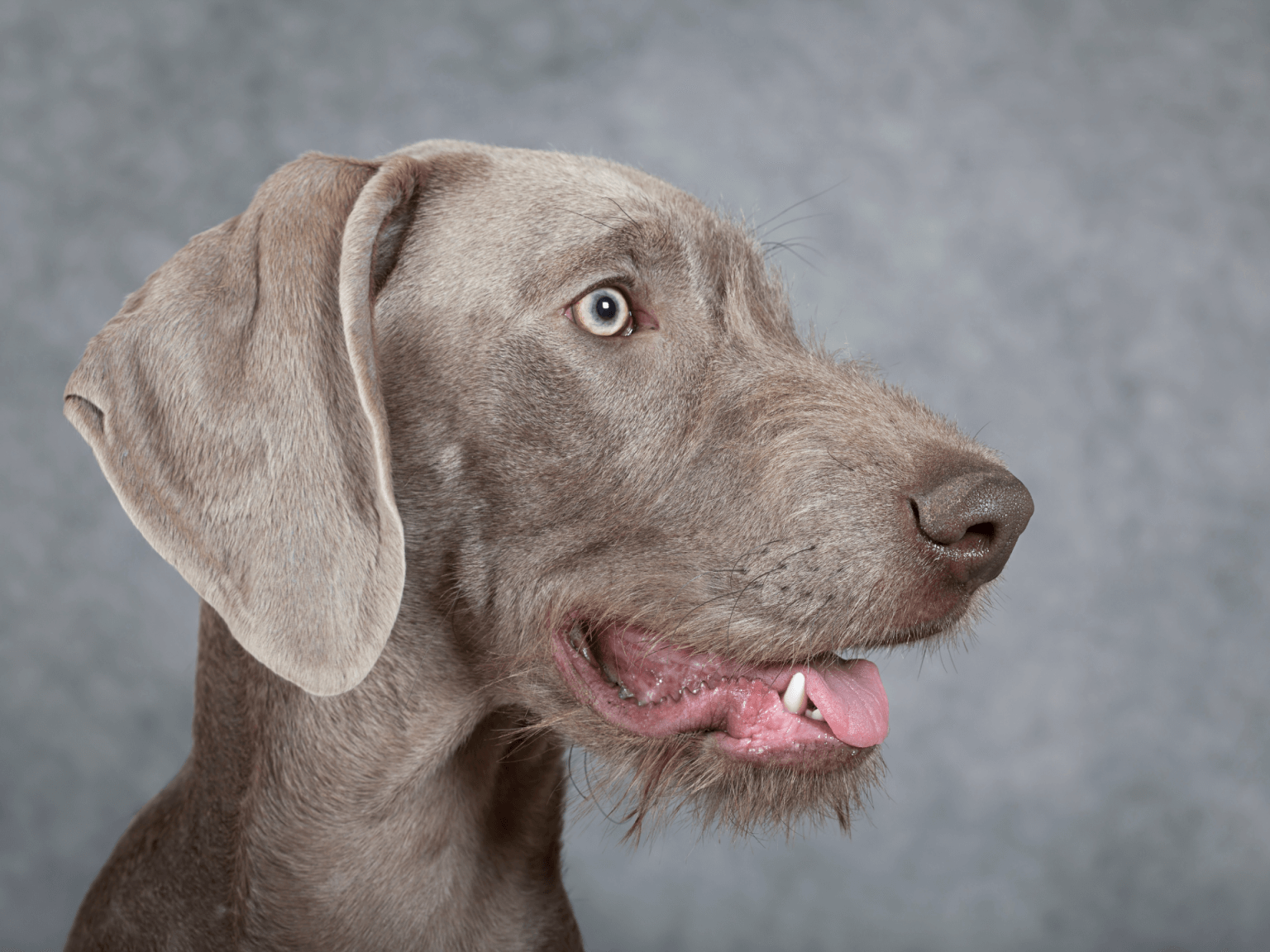 Slovakian Wirehaired Pointer Dog Breed Image 3