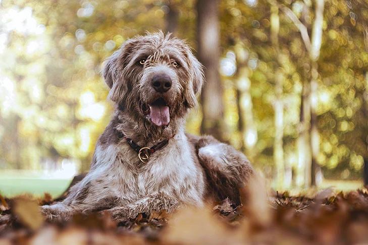 Slovakian Wirehaired Pointer Dog Breed Image 5