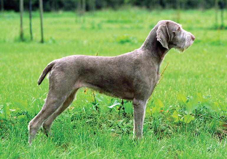 Slovakian Wirehaired Pointer Dog Breed Image 9