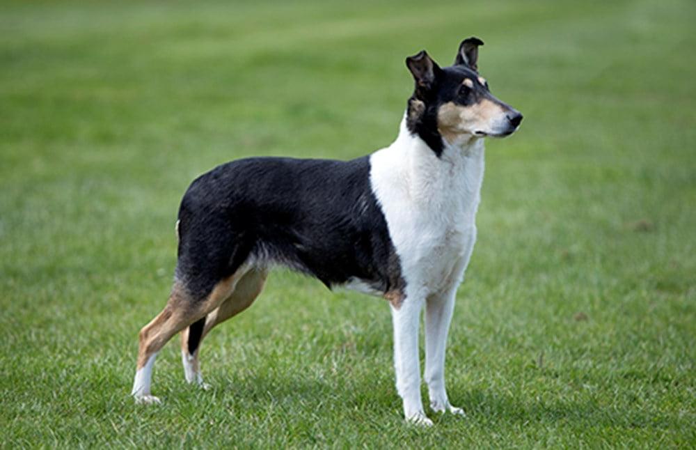 Smooth Collie Dog Breed Image 1