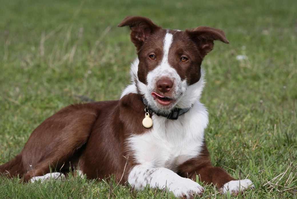 Smooth Collie Dog Breed Image 10