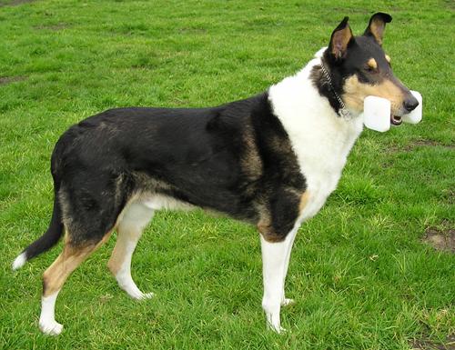 Smooth Collie Dog Breed Image 18