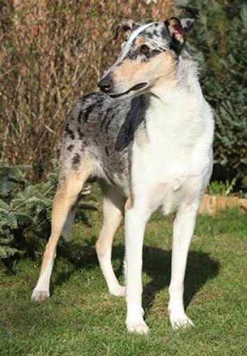 Smooth Collie Dog Breed Image 19