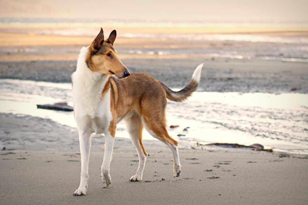 Smooth Collie Dog Breed Image 20