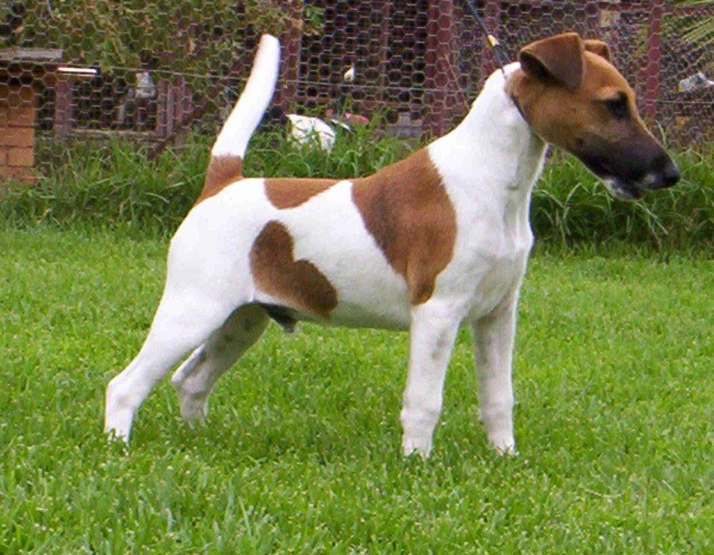 Smooth Fox Terrier Dog Breed Image 1