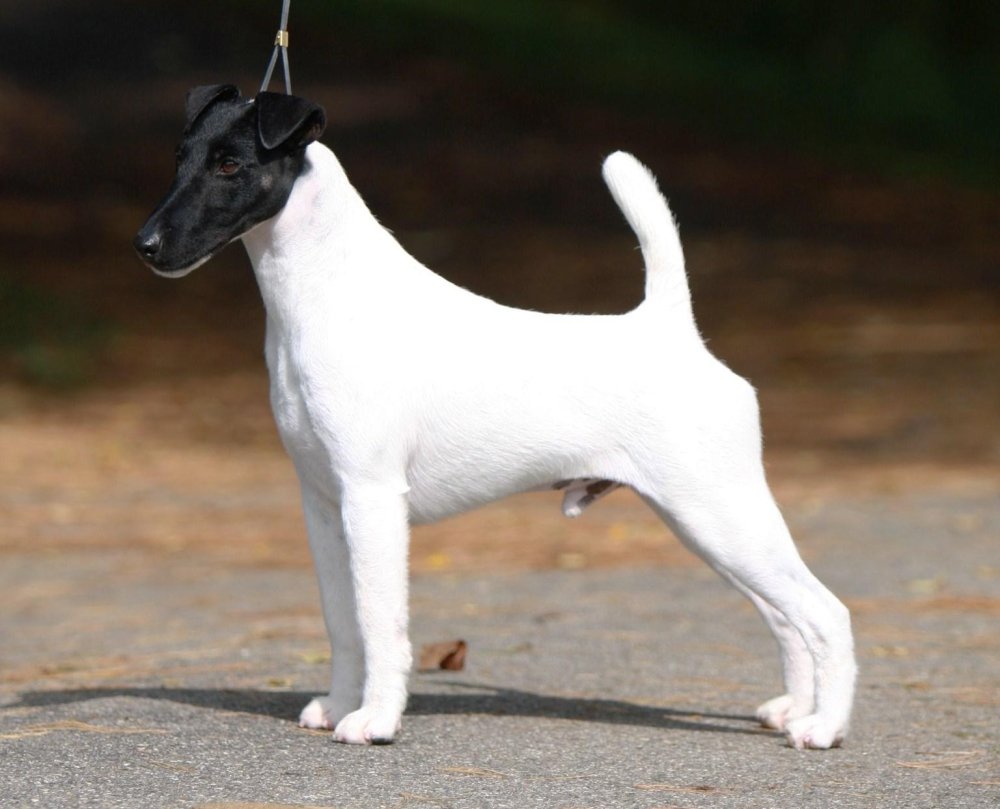 Smooth Fox Terrier Dog Breed Image 12