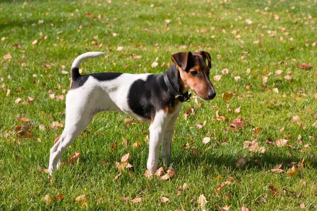 Smooth Fox Terrier Dog Breed Image 13