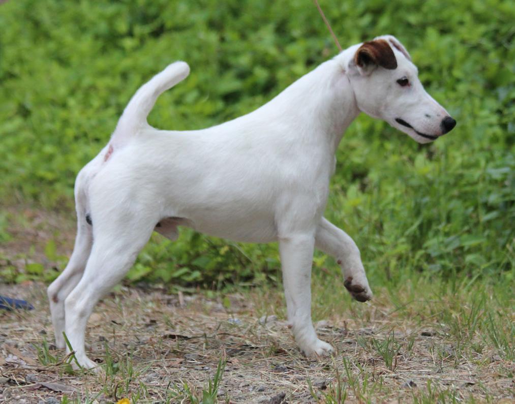 Smooth Fox Terrier Dog Breed Image 19