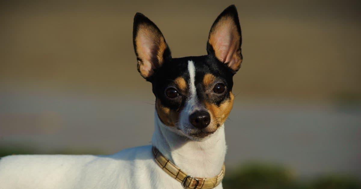 Smooth Fox Terrier Dog Breed Image 4