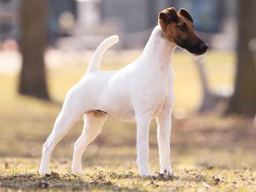 Smooth Fox Terrier Dog Breed Image 7