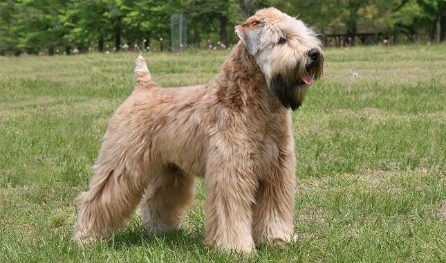 Soft-Coated Wheaten Terrier Dog Breed Image 14