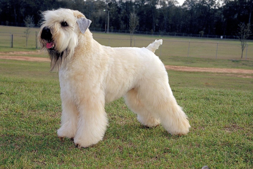 Soft-Coated Wheaten Terrier Dog Breed Image 17