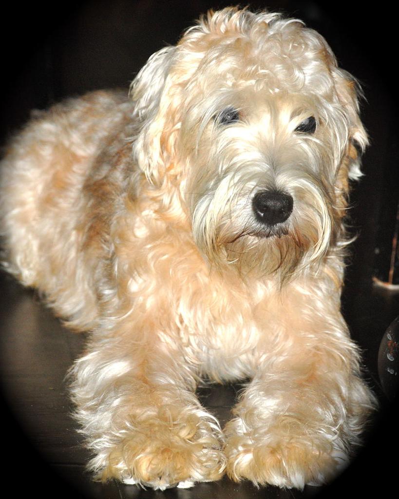 Soft-Coated Wheaten Terrier Dog Breed Image 18