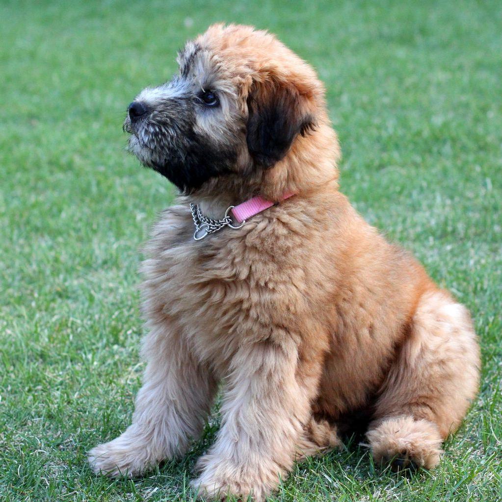 Soft-Coated Wheaten Terrier Dog Breed Image 3