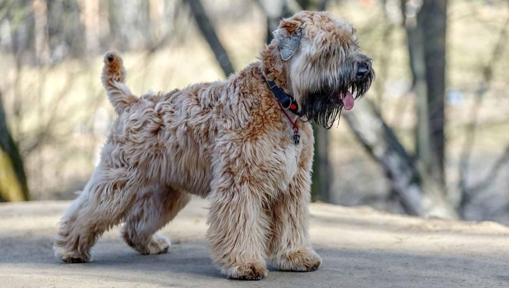 Soft-Coated Wheaten Terrier Dog Breed Image 9